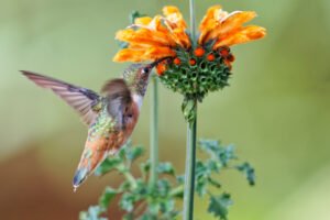 Allen s hummingbird feeding on leonotis flowers