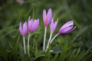 autumn crocus, flowers, grass