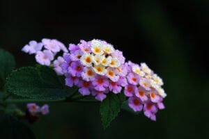 Beauty blooming common lantana