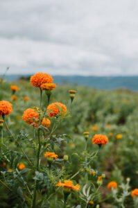 Blooming mexican marigold flower on garden