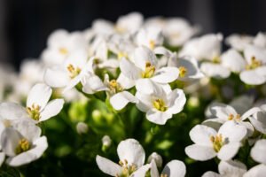 Blooming sweet alyssum