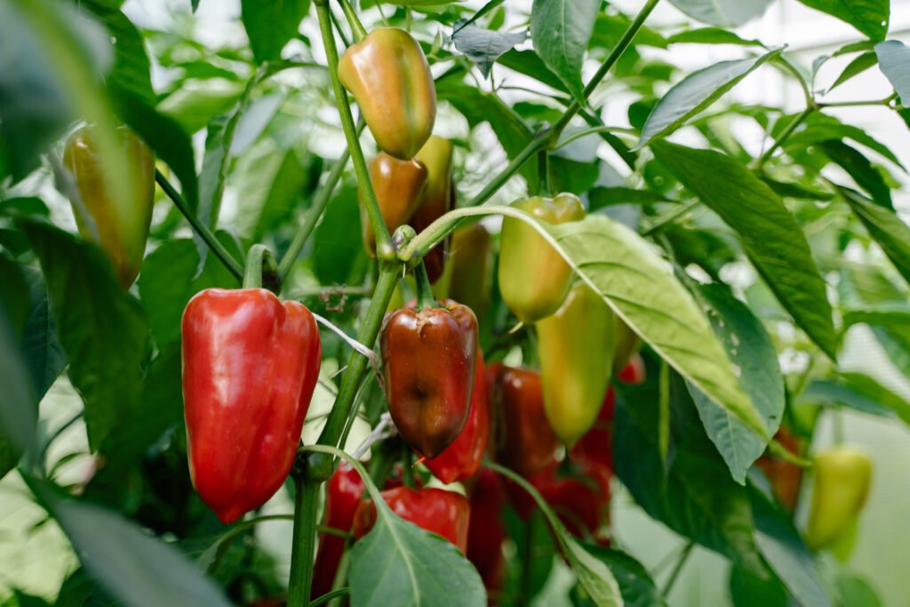 Close up of red peppers