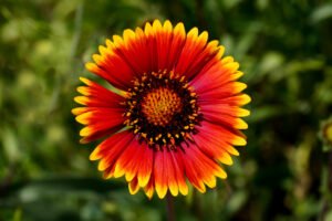 Close up photo of blooming red and yellow flower