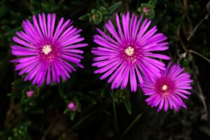 Close up shot of purple asters in bloom