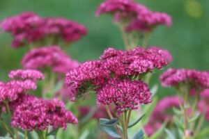 fat chicken, beautiful flowers, stonecrop