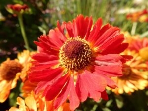 flower, helenium, petals