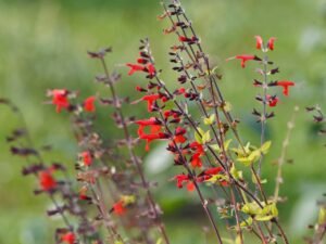 flowers, sage, sage glowing