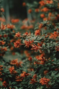 Green leaf plant with red flowers