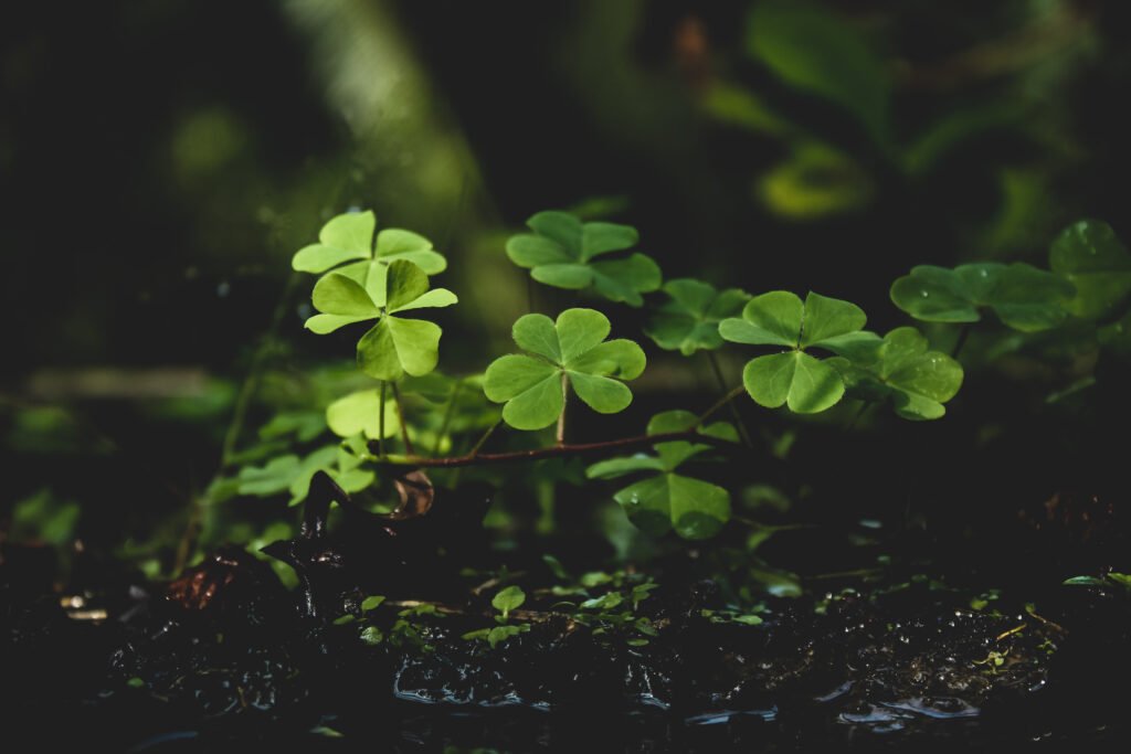 Green plants on black soil