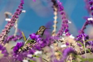 Hummingbird sitting among blooming violet salvia flowers