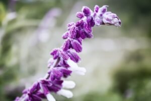 mexican bush sage, flower, plant