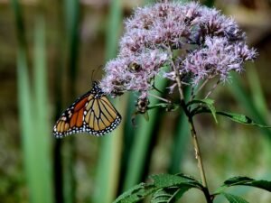 monarch, butterfly, joe pye weed