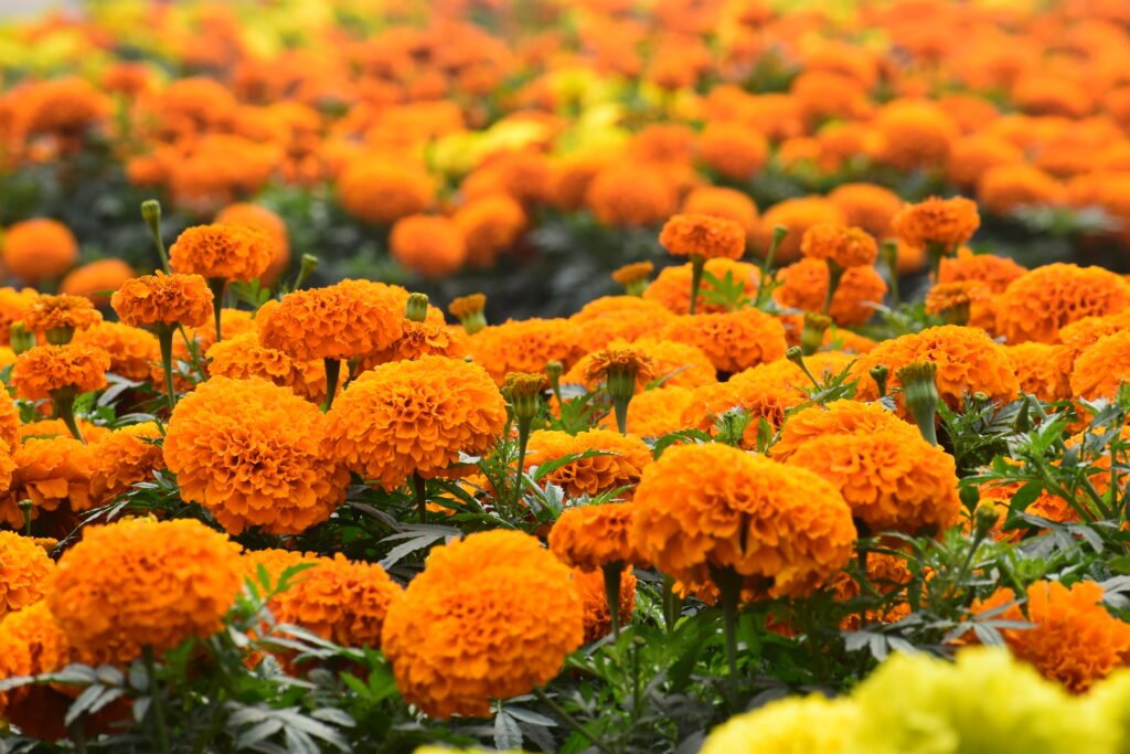 Orange flowers with green leaves