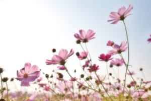 Pink flower field