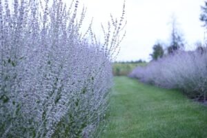 russian sage, flower background, flowers