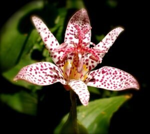 toad lily, flower wallpaper, flower