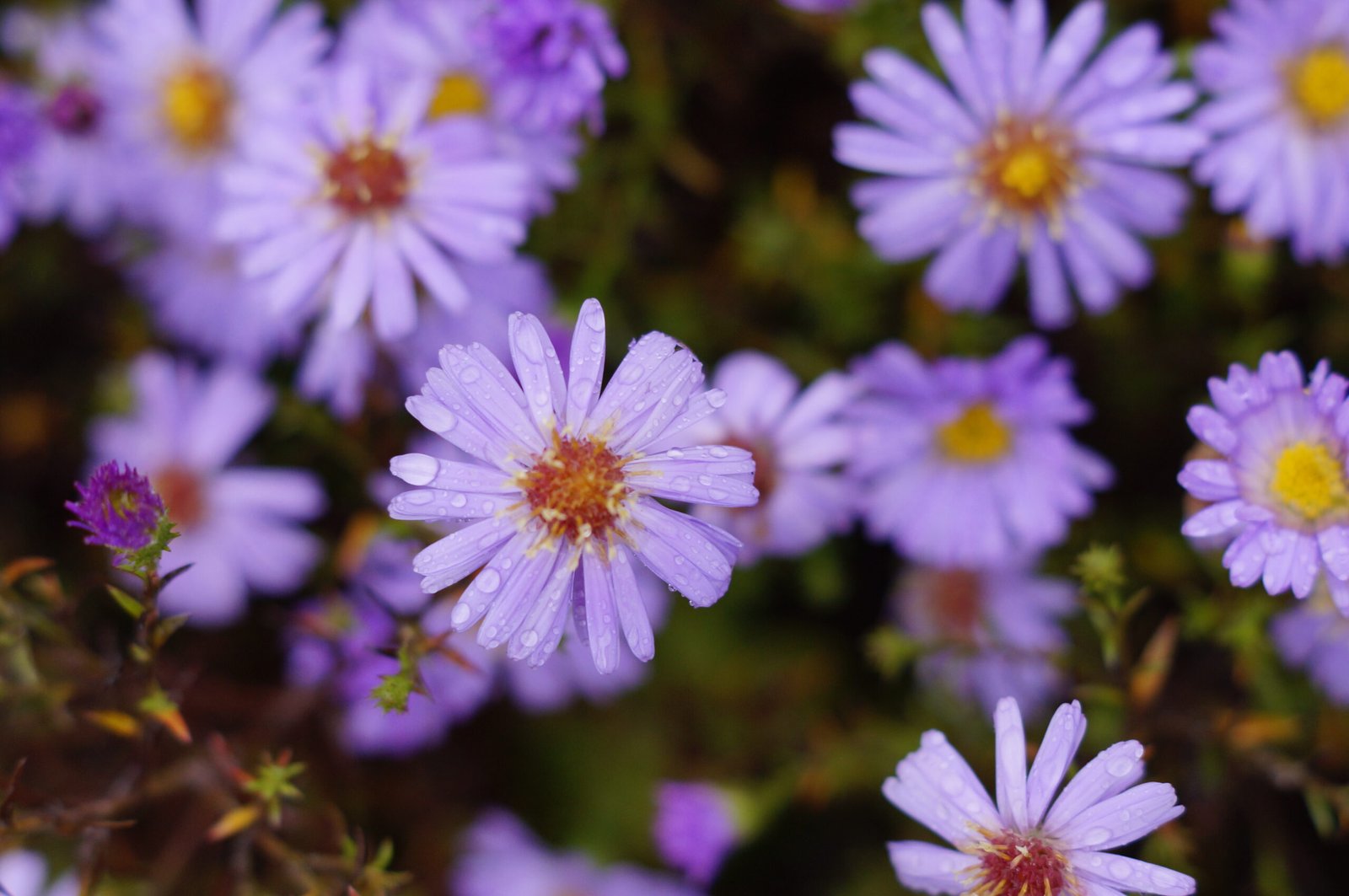 A close up shot of aster flowers