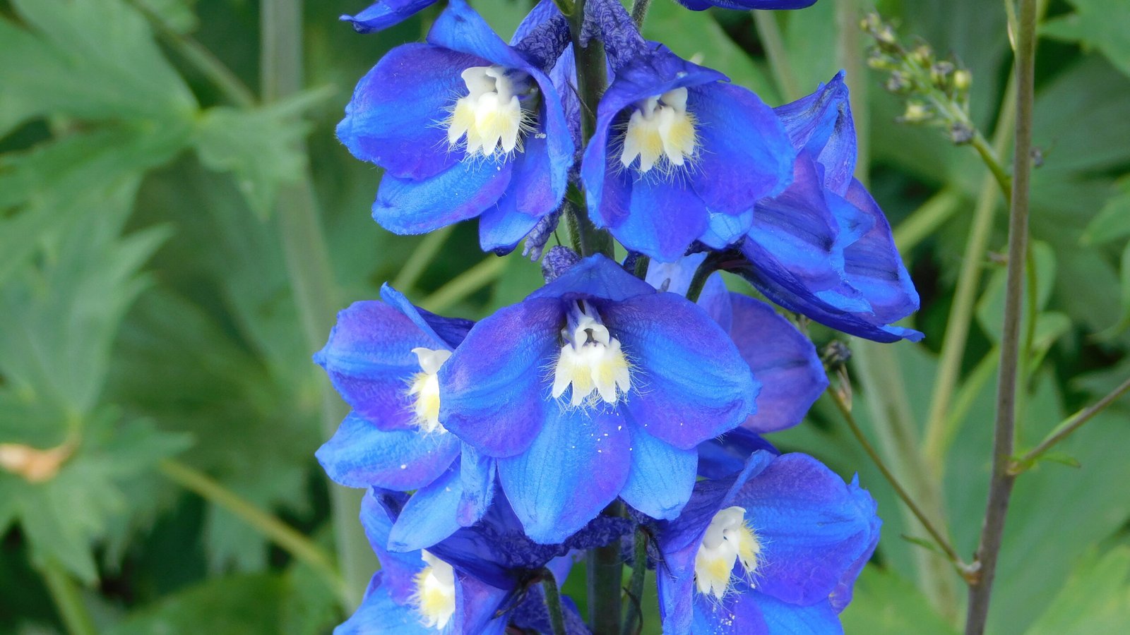 A close up shot of delphinium elatum