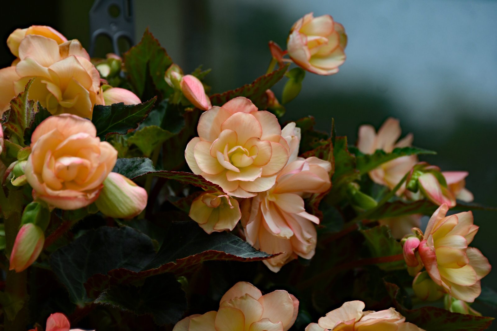 The Begonia Chronicles: A Gardener’s Journey through Beauty and Versatility