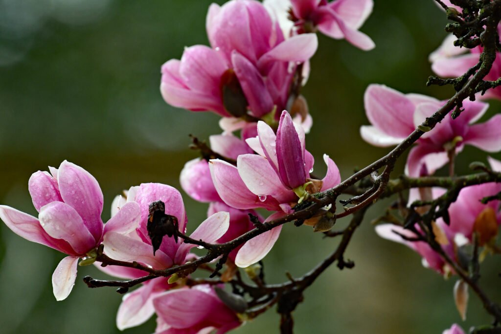 Close up of pink magnolia flowers
