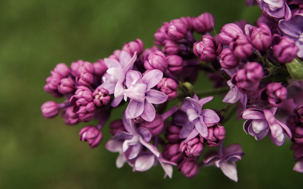 Close up photo of purple petal flowers