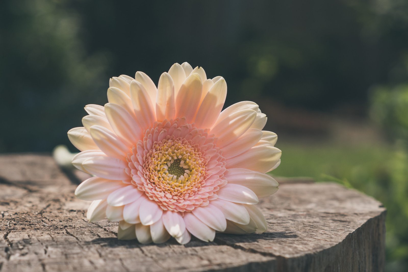 Close up photo of white flower