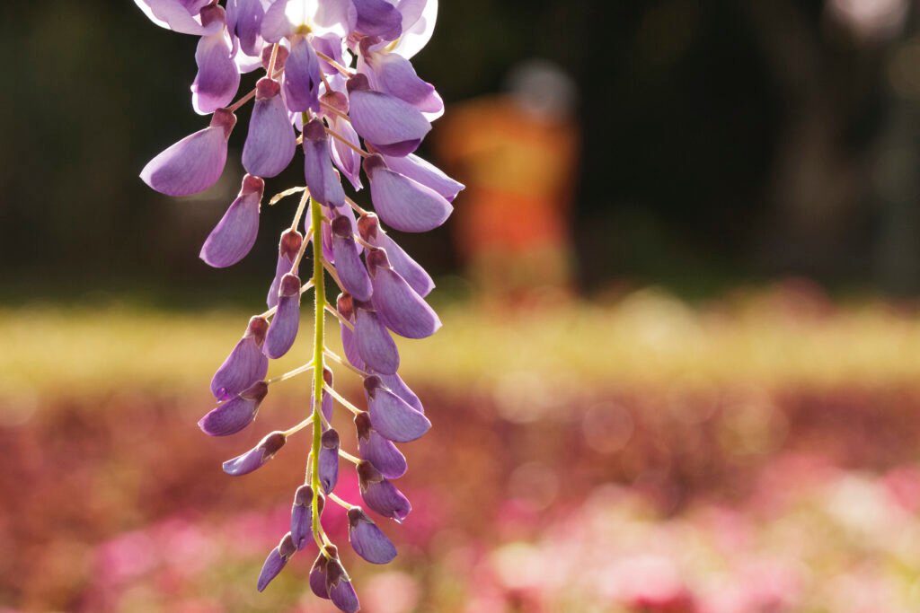 Close up photograph of purple chinese wisteria flowers in bloom