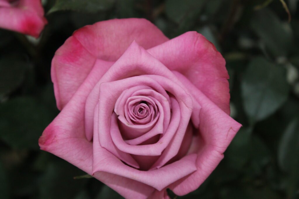 Close up photography of pink rose flower