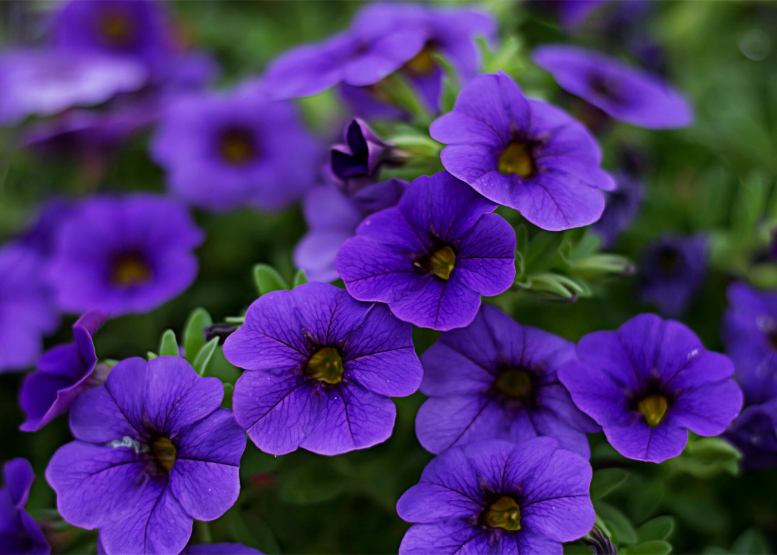 Petunias: Vibrant Beauty with Minimal Upkeep