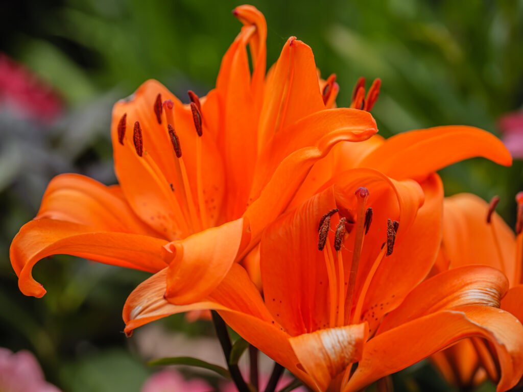 Close up shot of lilies