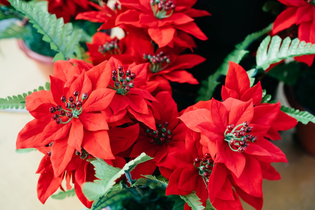 Close up shot of poinsettia flowers