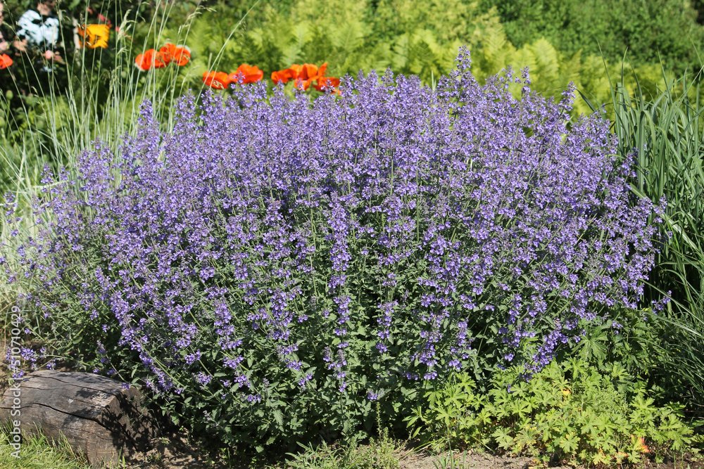 Flowering Faassen's blue catmint (Nepeta faassenii) plants in summer garden