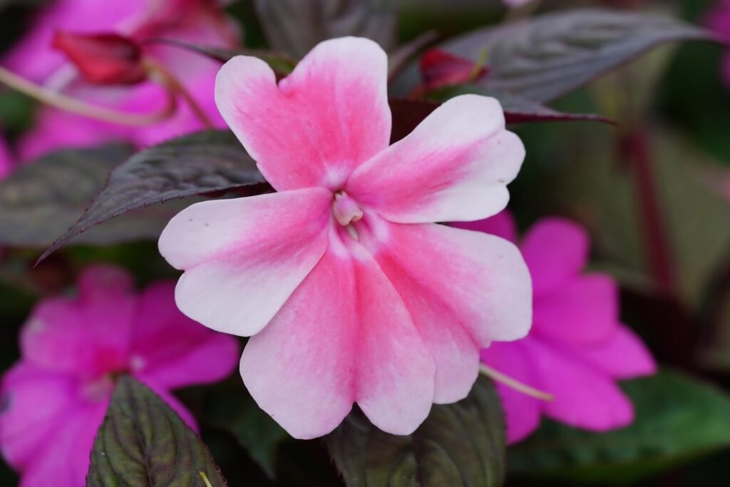 impatiens, flower, flower background