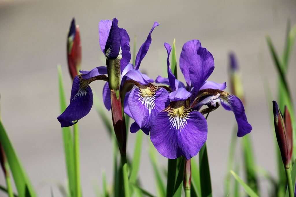 iris, sword lily, flower