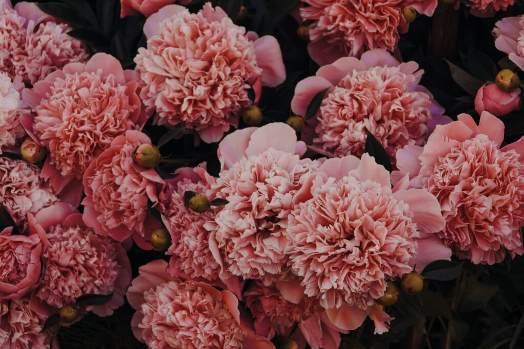 Pink carnations