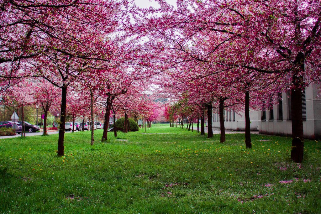 Pink leafed trees on green grass field