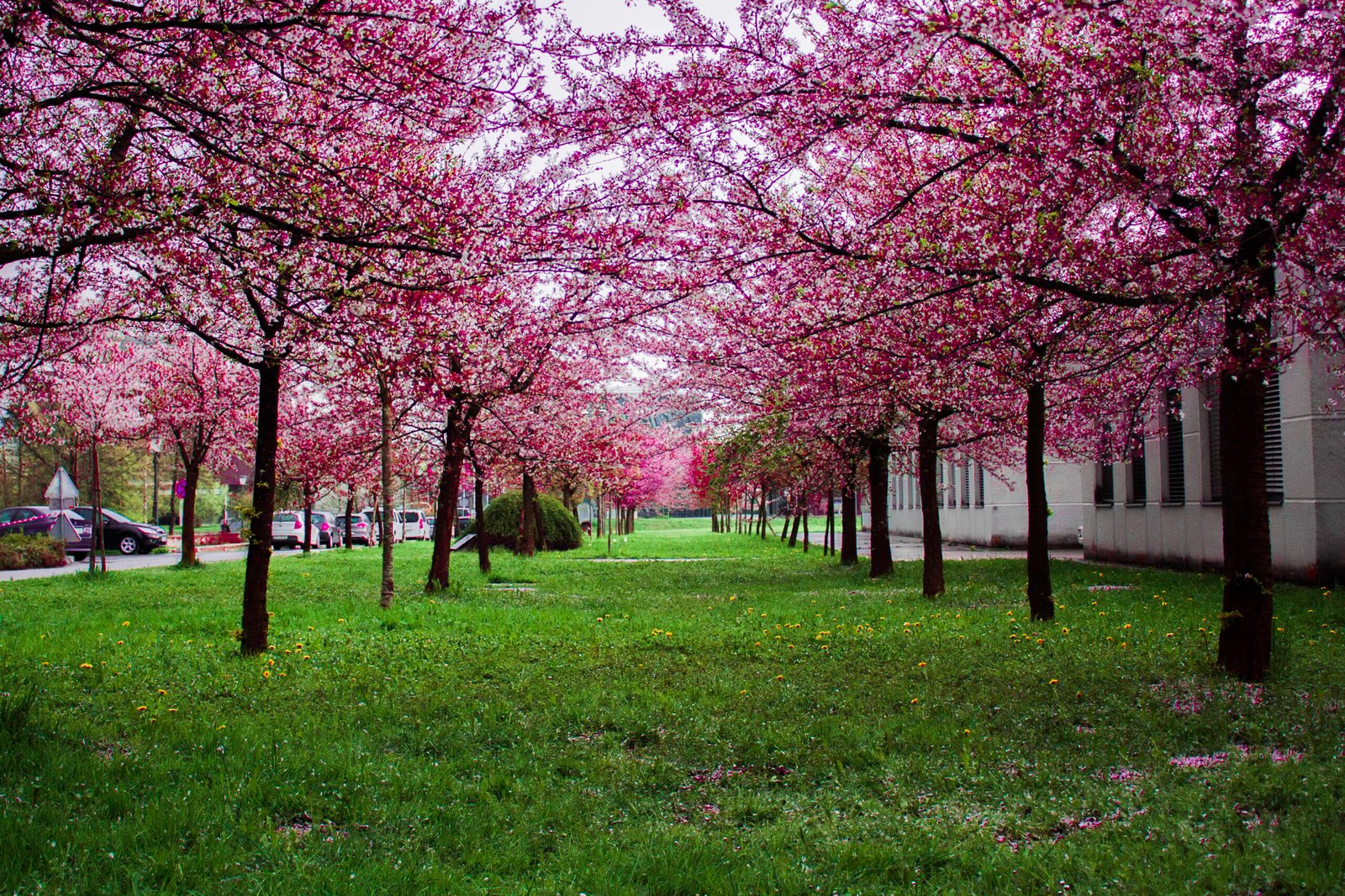 Cherry Blossom: Unveiling the Stunning Beauty and Cultural Significance.