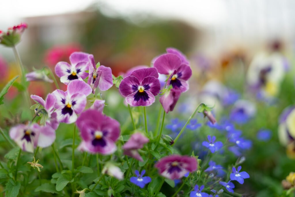 Purple flowers on the plants