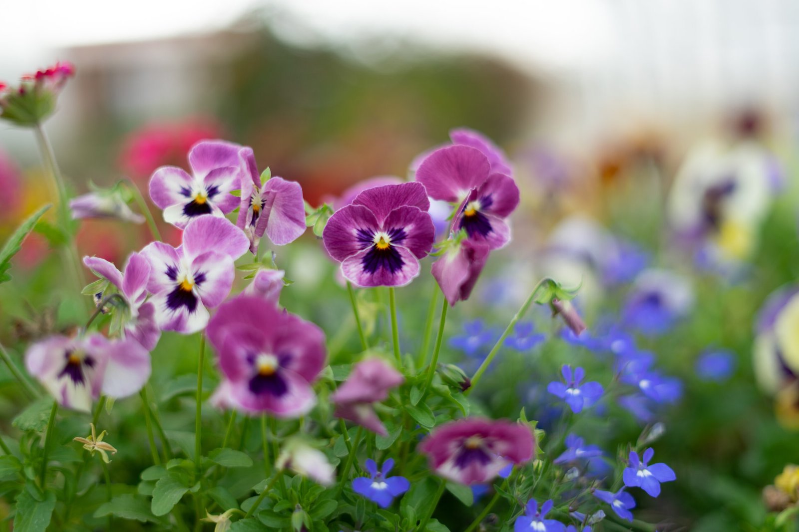 Pansy Plants: A Symphony of Color and Adaptability