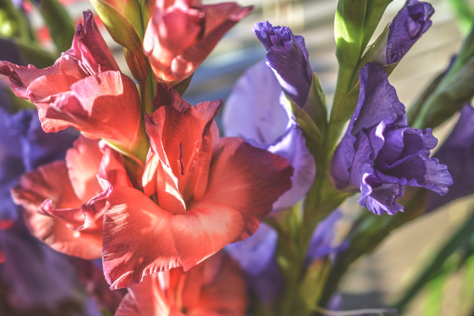 Red petaled flower and purple petaled flower