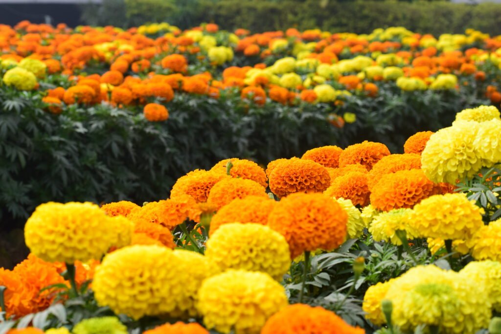 Selective focus photo of flowers