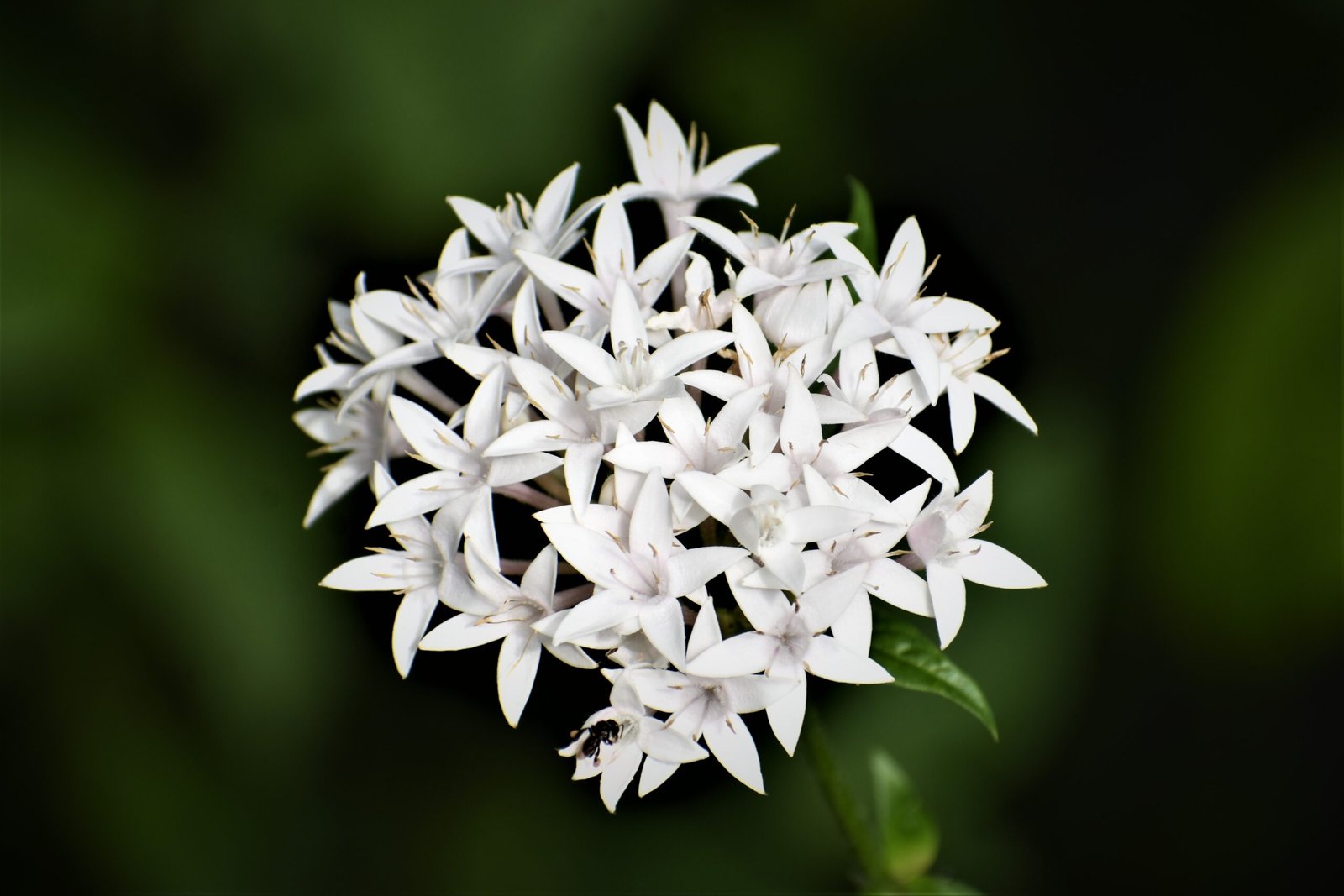 Jasmine: A Journey into its Scented Allure and Healthful Properties