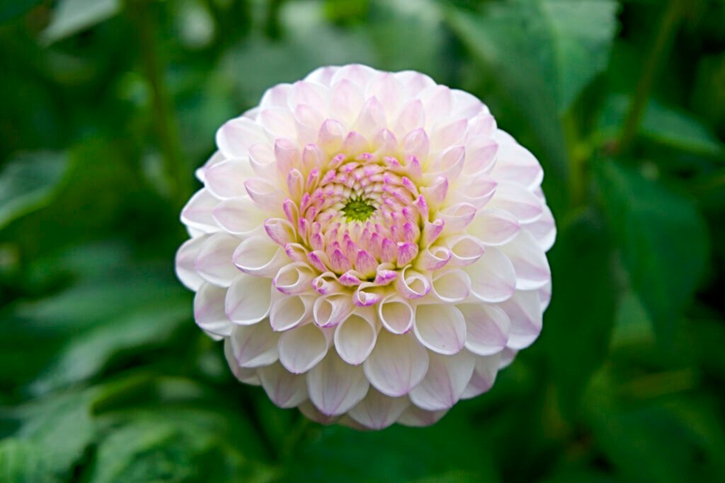 Selective focus photography of pink and white dahlia flower