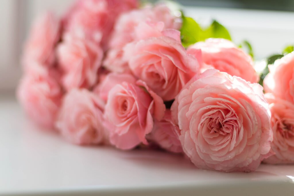Selective focus photography of pink peony flowers
