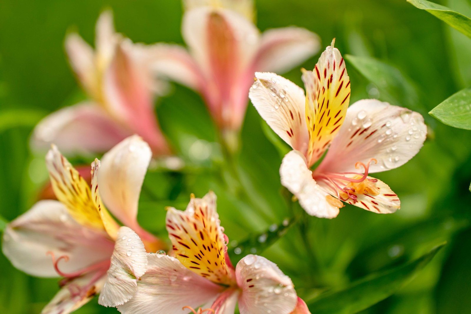 Water droplets on alstroemeria flowers