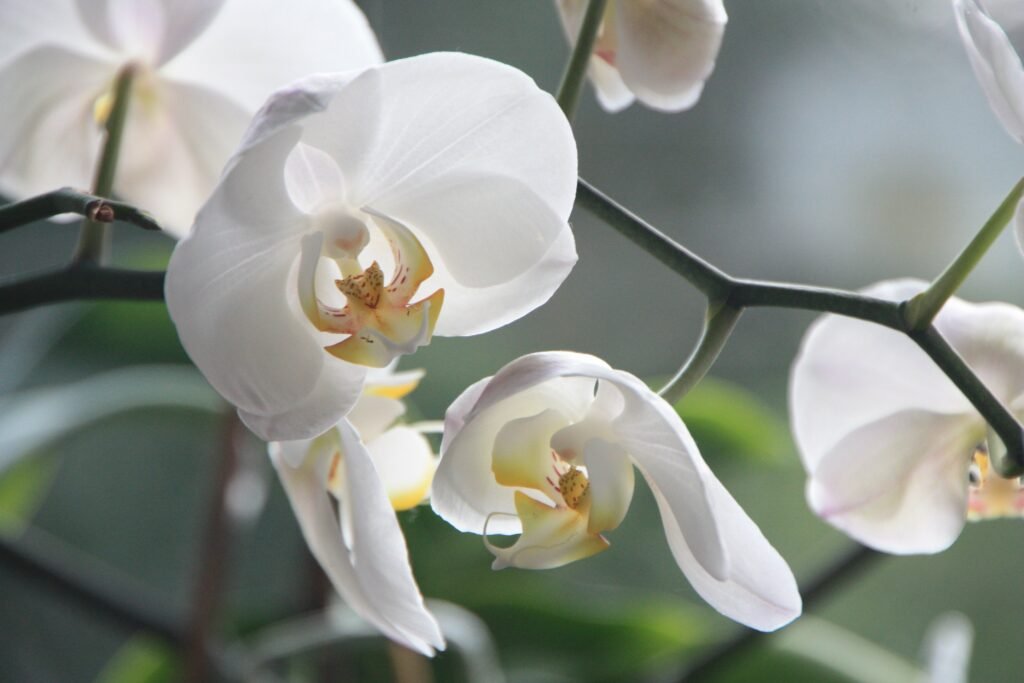 White moth orchids