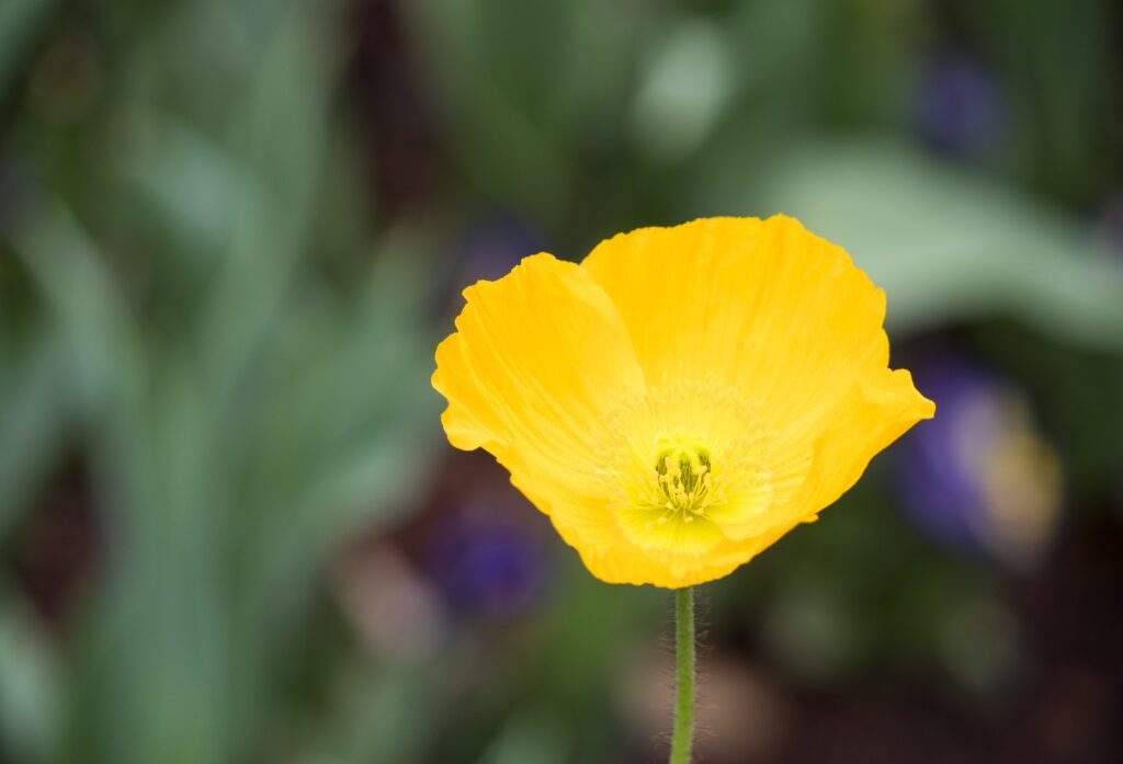A close up shot of an iceland poppy flower