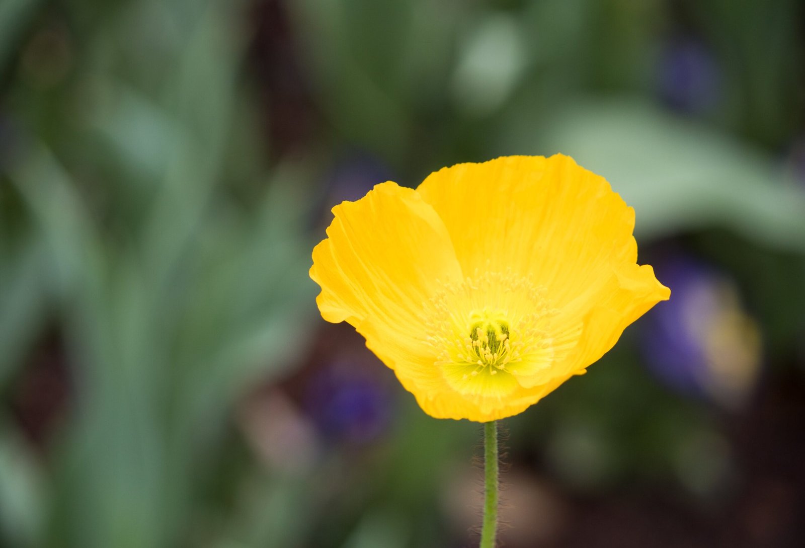 A close up shot of an iceland poppy flower