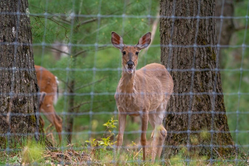 A deer standing behind a wire fence in the woods