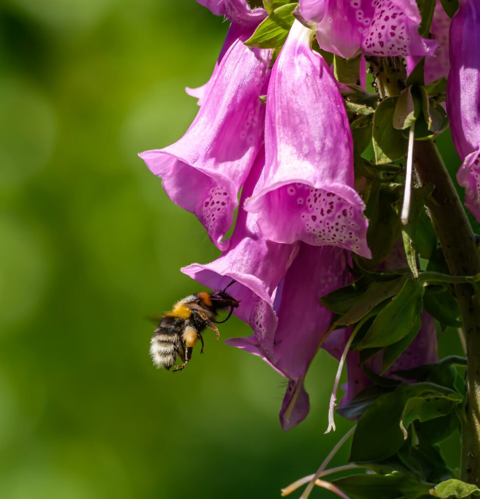 Bee under foxglove flowers